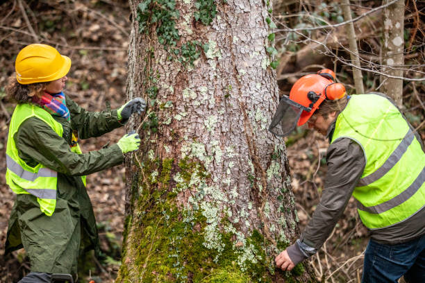 Best Root Management and Removal  in Flora, IN