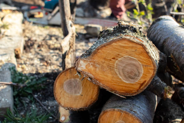 Best Storm Damage Tree Cleanup  in Flora, IN