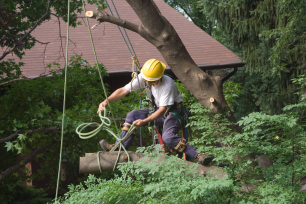 Best Tree Risk Assessment  in Flora, IN