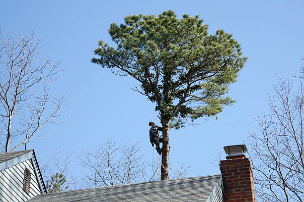 Best Tree Health Inspection  in Flora, IN