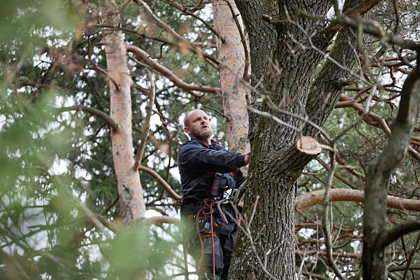 Best Residential Tree Removal  in Flora, IN