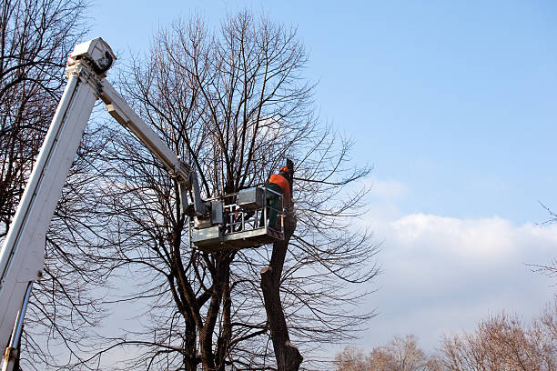 How Our Tree Care Process Works  in  Flora, IN