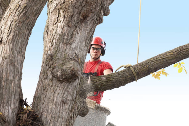 Reliable Flora, IN Tree Removal Services Solutions